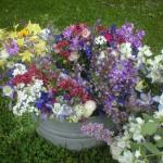 Late spring bouquets; sweet william, centranthus, iris, mock orange, columbine.