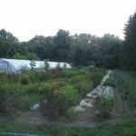 Hoophouse and flower field, trees provide wind protection.